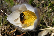 Osmia cornuta