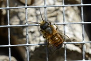 Osmia rufa