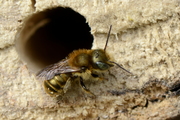 Osmia