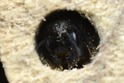 Osmia