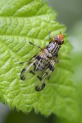 Otites porcus