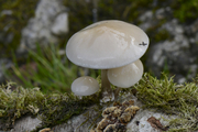 Oudemansiella mucida