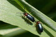 Oulema melanopus
