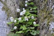 Oxalis acetosella