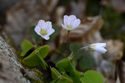 Oxalis acetosella