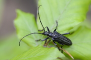 Oxymirus cursor