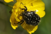 Oxythyrea funesta