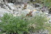 Oxytropis campestris
