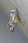 Palloptera umbellatarum