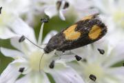 Pammene aurana