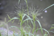 Panicum capillare