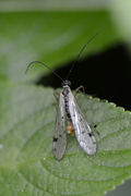 Panorpa alpina