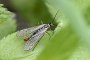 Panorpa alpina