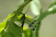 Panorpa communis