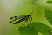 Panorpa communis
