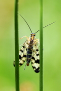 panorpa-vulgaris001.jpg