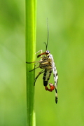 Panorpa vulgaris