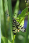 Panorpa vulgaris