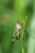 Panorpa vulgaris