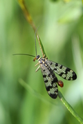 Panorpa vulgaris