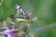 Panorpa vulgaris