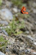 Papaver argemone