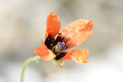 Papaver argemone
