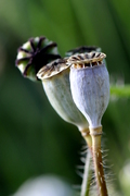 Papaver rhoeas