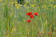 Papaver rhoeas