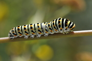 Papilio machaon