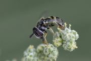Paragus quadrifasciatus
