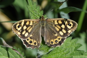 Pararge aegeria