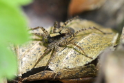 Pardosa