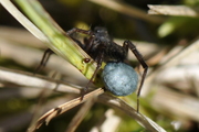 Pardosa