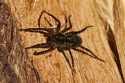 Pardosa