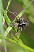 Pardosa