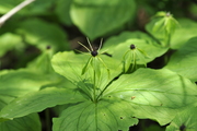 Paris quadrifolia