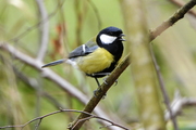 Parus major