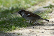 Passer domesticus
