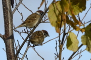 Passer montanus