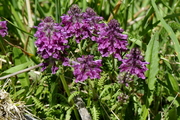 Pedicularis verticillata