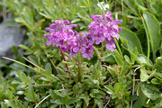 Pedicularis verticillata