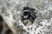 Pellenes