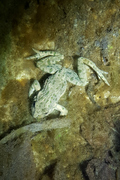 Pelodytes punctatus