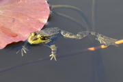 Pelophylax