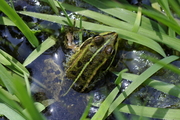 Anura