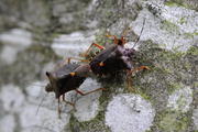 Pentatoma rufipes