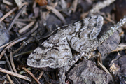 Peribatodes secundaria