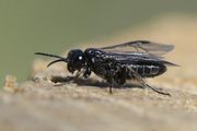 Periclista