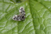 Pericoma